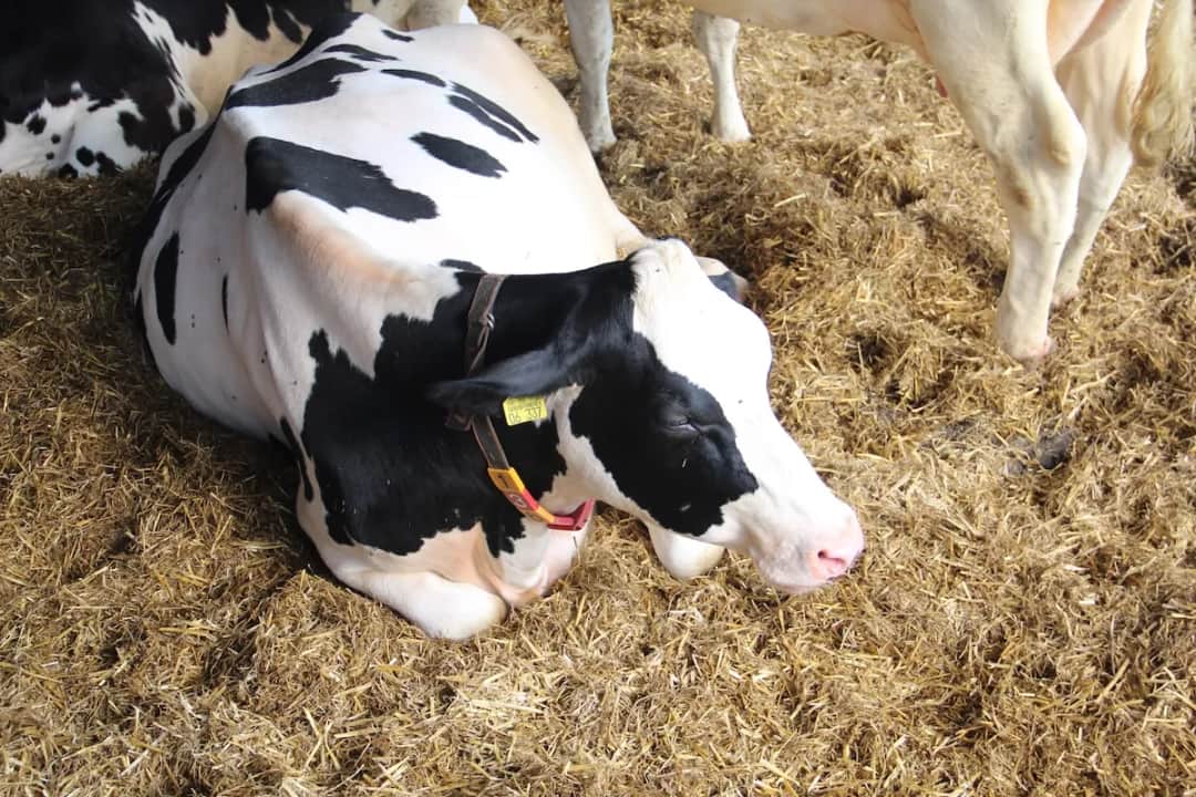 Podatek rolny czy od nieruchomości? Rozwiej wątpliwości i płać mniej!